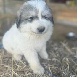 Puppy ID 43263 - White and badger male Great Pyrenees puppy in Leicester, North Carolina from Randall Glen Pyrenees