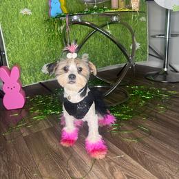 Malaysia - Yorkipoo