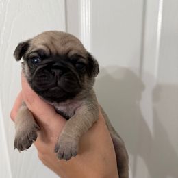 Lime Green Collar - Fawn female Pug puppy in Elizabethtown, Kentucky from EZ Pugs