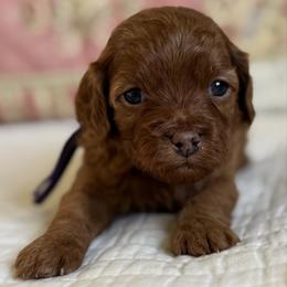 Nova- purple collar - Red female Cavapoo puppy in Beckley, West Virginia from By Design Doodles
