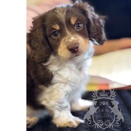 Dachshund Puppies from 208 Dox Dynasty