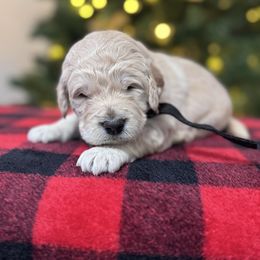 Ellie's Black Collar Male - Cream male Goldendoodle puppy in Piedmont, South Carolina from The Farm at Saluda Ridge
