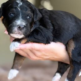 Ivory - Tri-color female Bernedoodle puppy in Yuciapa, California from AlltheDoodlez_