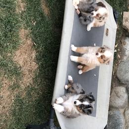 Miniature Australian Shepherd, Shih Tzu, and Toy Australian Shepherd Puppies from River Springs Aussies