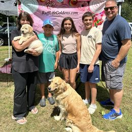 Golden Retriever Puppies from Ruff Life Goldens