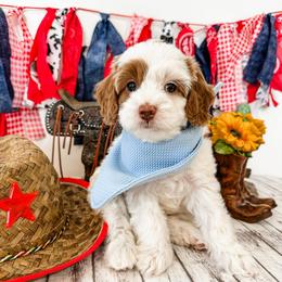 Emoji - Parti male Goldendoodle puppy in Pleasant Grove, Utah from Destination Doodles