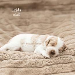 Frida - Apricot female Australian Labradoodle puppy in Hurricane, Utah from Red Desert Doodles