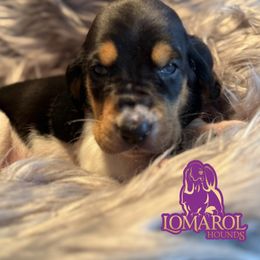 1 - Black brown and white male Basset Hound puppy in Inverness Highlands South, Florida from Lomarol Hounds