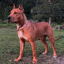 HONEY - Fawn sable female American Bully puppy in Texas from TEXAS BULLY FAMILY