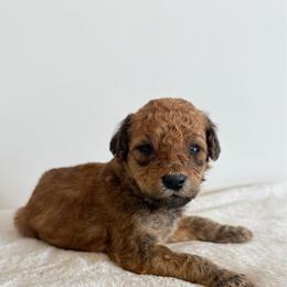 Boy 2 - Red  male Goldendoodle puppy in Valley Farms, Arizona from Gall’s Doodle Ranch