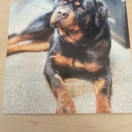 Ela - Rottweiler