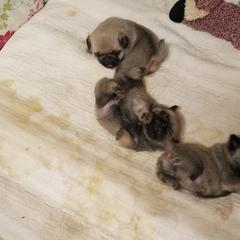 Pug Puppies from KNGZ Kennel