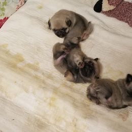 Pug Puppies from KNGZ Kennel