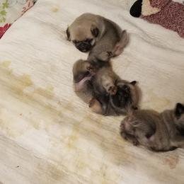 Pug Puppies from KNGZ Kennel