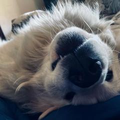 Colorado Mountain Dog Puppies from Mill Iron Farms