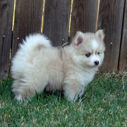 Pomsky Puppies from Acacia Pomskies