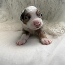 Willow - Blue merle male Australian Shepherd puppy in Mesa, Arizona from Four Peaks Aussies