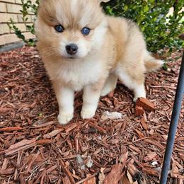 Charlotte - Red and white Pomsky puppy in Oak Forest, Illinois from Illinois Poms