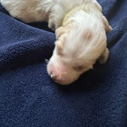 Yellow Girl - Cream female Saluki puppy in Los Angeles, California from Srinagar Salukis