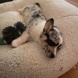 American Corgi Puppies from Downeast Corgis