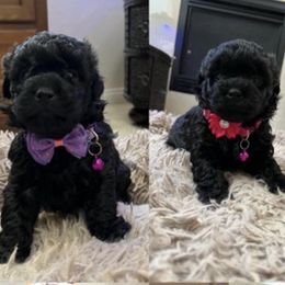 Havapoos from Paulina's Havapoo Pups