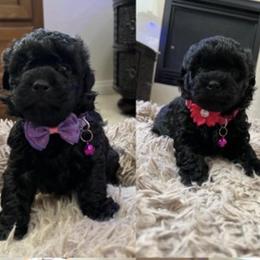 Havapoos from Paulina's Havapoo Pups