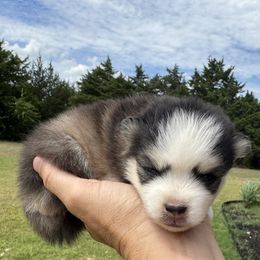 Rogue - Wolf sable female Pomsky puppy in Gunter, Texas from The Painted Pomsky