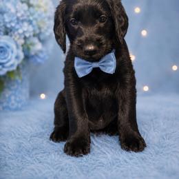 Remington - Black male Labradoodle puppy in Washington, Pennsylvania from Patriotic Poodles
