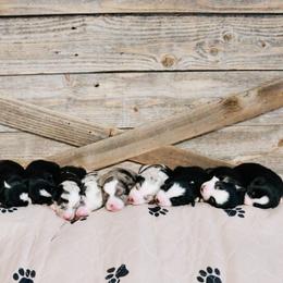 Miniature Australian Shepherd Puppies from Broken T Australian Shepherds
