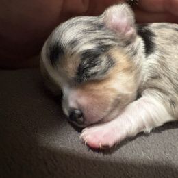 Ginger - Blue merle female Chihuahua puppy in Canton, Texas from Heavenly Chihuahua