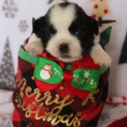 Boy 3-Bootz - Black and white Shih Tzu puppy in Lithonia, Georgia from Dream Pups