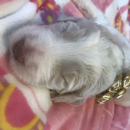 Goldendoodle, Schnoodle, and Sheepadoodle Puppies from Dood Ranch