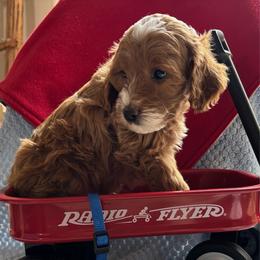 Durango - Red  male Goldendoodle puppy in Chino Valley, Arizona from Bass Creek Doodles