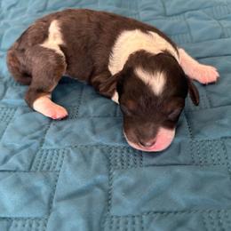 Boy 3 - Blue merle male Aussiedoodle puppy in Cedar Park, Texas from Lollipups Mini Aussiedoodles