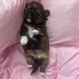 Sundae - Red and tan female Shih Tzu puppy in Springboro, Ohio from Shih Tzus of Springboro LLC.