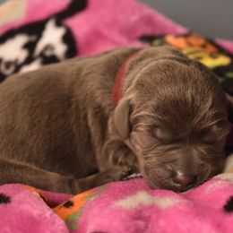 Dilute Retriever Puppies from Wicked Pines Retrievers
