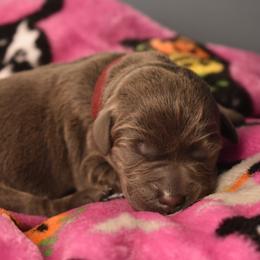 Dilute Retriever Puppies from Wicked Pines Retrievers