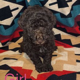 Goldendoodle Puppies from GPS Doodles