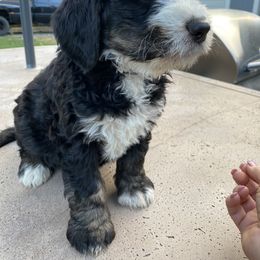Bernedoodle Puppies from Big Sky Bernedoodles and Poodles