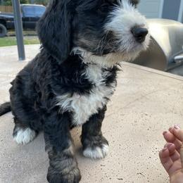 Bernedoodle Puppies from Big Sky Bernedoodles and Poodles