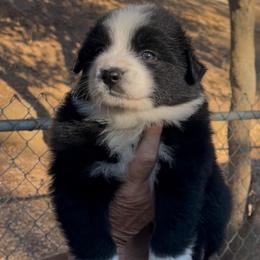 Sweetie - 3 - Black tri-color female Australian Shepherd puppy in Riverside, California from Majestic Wrangler’s Aussie’s