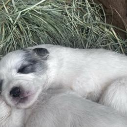 StarFall - Badger female Colorado Mountain Dog puppy in Hot Sulphur Springs, Colorado from Stormy Heights Homestead