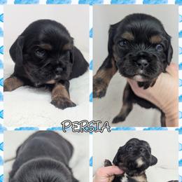 Persia - Black and tan female Cavalier King Charles Spaniel puppy in Seymour, Missouri from Painted Blessing's AKC Cavaliers LLC