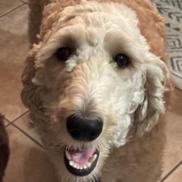 Bo - Goldendoodle