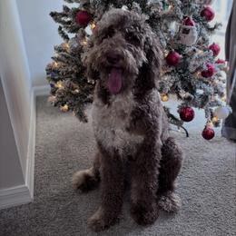 Skye - Goldendoodle
