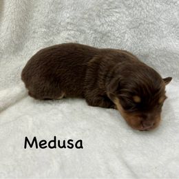 Girl 1 - Red tri female Miniature Australian Shepherd puppy in Roseville, California from Golden State Mini Aussies