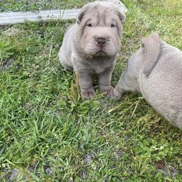 Boy 1 - Lilac dilute Chinese Shar-Pei puppy in Wadesboro, North Carolina from Peis R Us