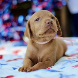 Liberty - Golden rust female Vizsla puppy in Bloomington, Indiana from Envizion
