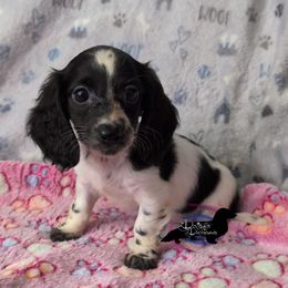 Stella the Black Piebald Girl - Piebald Dachshund puppy in Pelion, South Carolina from Doitsujin Dachshunds