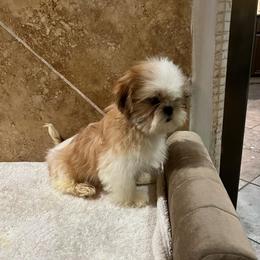 Pablo - Red and white male Shih Tzu puppy in Eastvale, California from Gigi’s Shih tzu